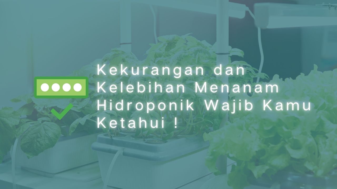 10 Kekurangan dan Kelebihan Menanam Hidroponik Wajib Kamu Ketahui