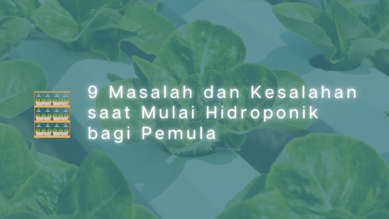 9 Masalah dan Kesalahan saat Mulai Hidroponik bagi Pemula
