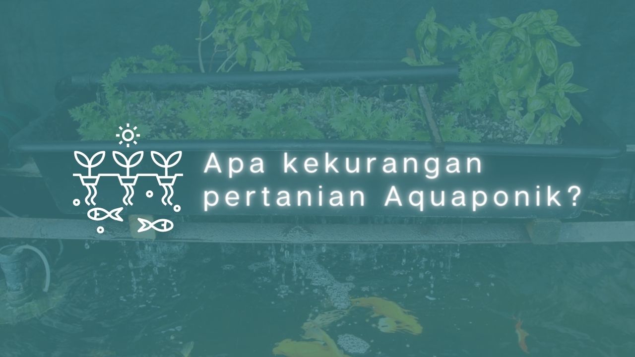 Apa kekurangan pertanian Aquaponik?