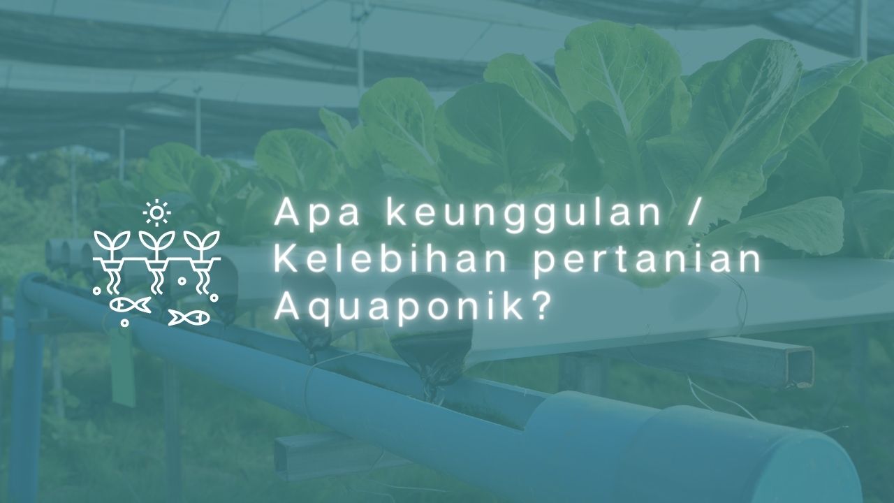 Apa keunggulan / Kelebihan pertanian Aquaponik?
