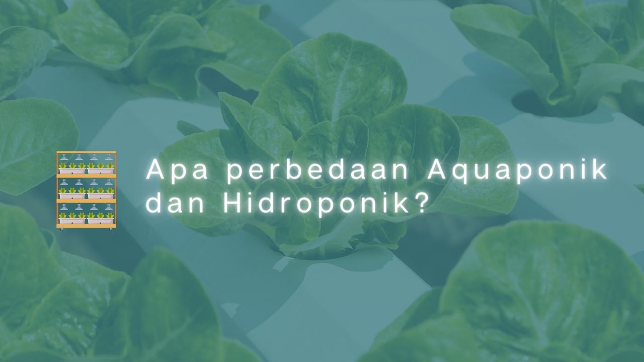 Apa perbedaan Aquaponik dan Hidroponik?