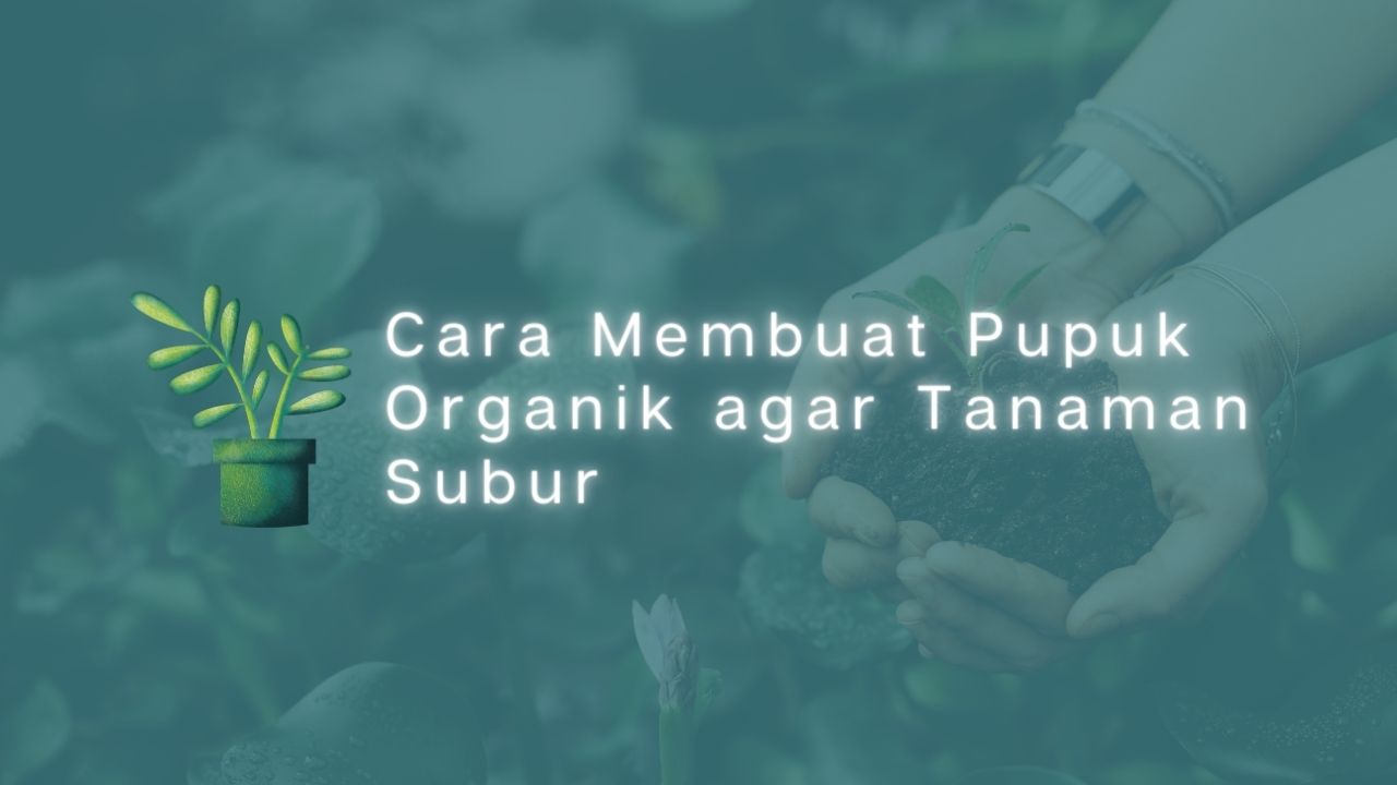 Cara Membuat Pupuk Organik agar Tanaman Subur