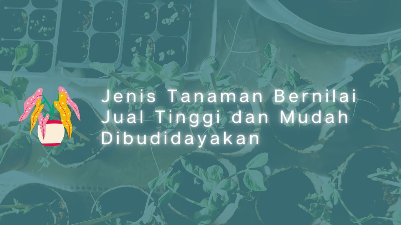 Jenis Tanaman Bernilai Jual Tinggi dan Mudah Dibudidayakan