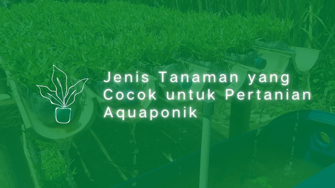 Tanaman untuk Aquaponik