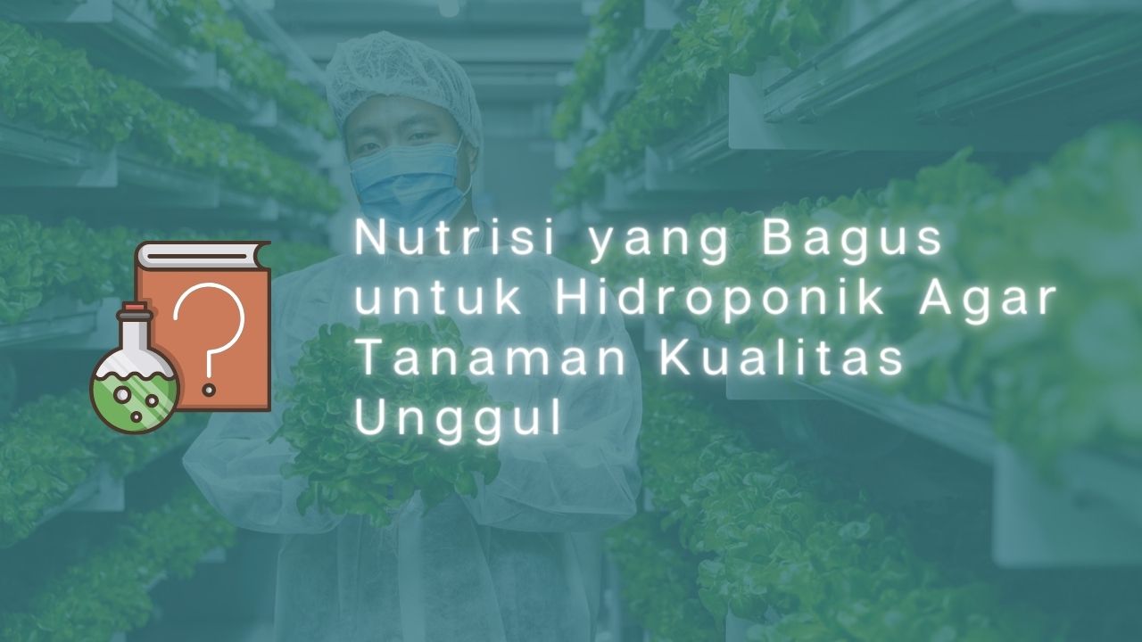 Nutrisi yang Bagus untuk Hidroponik Agar Tanaman Kualitas Unggul