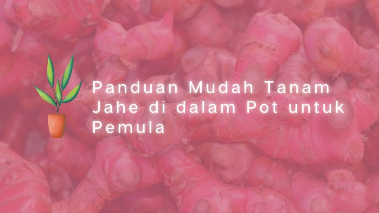 Panduan Mudah Tanam Jahe di dalam Pot untuk Pemula