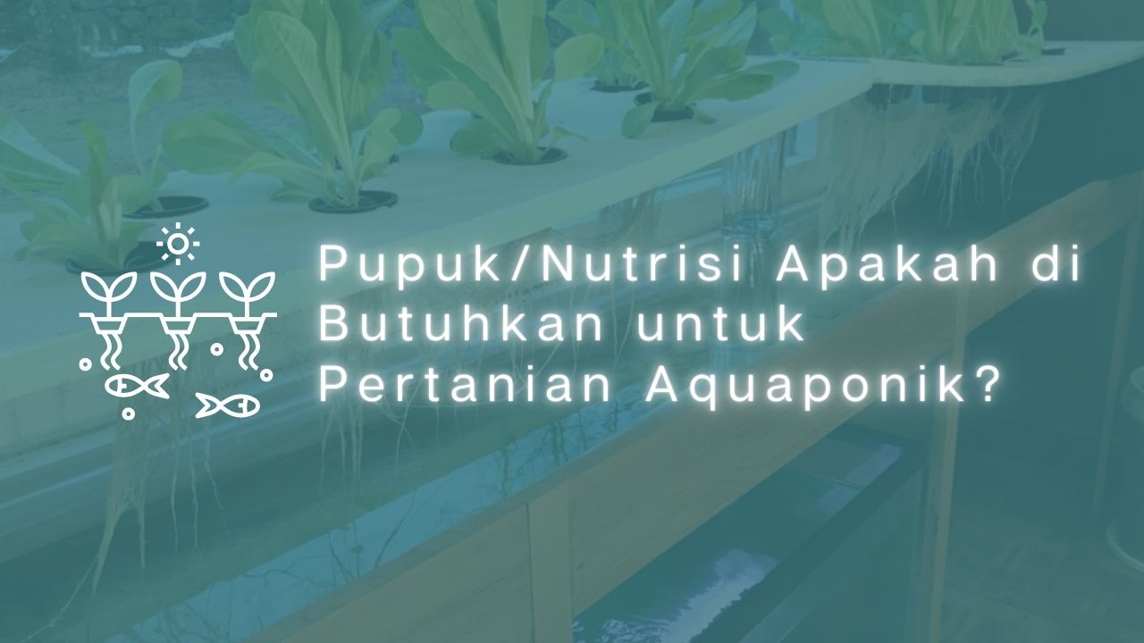 Pupuk/Nutrisi Apakah di Butuhkan untuk Pertanian Aquaponik?